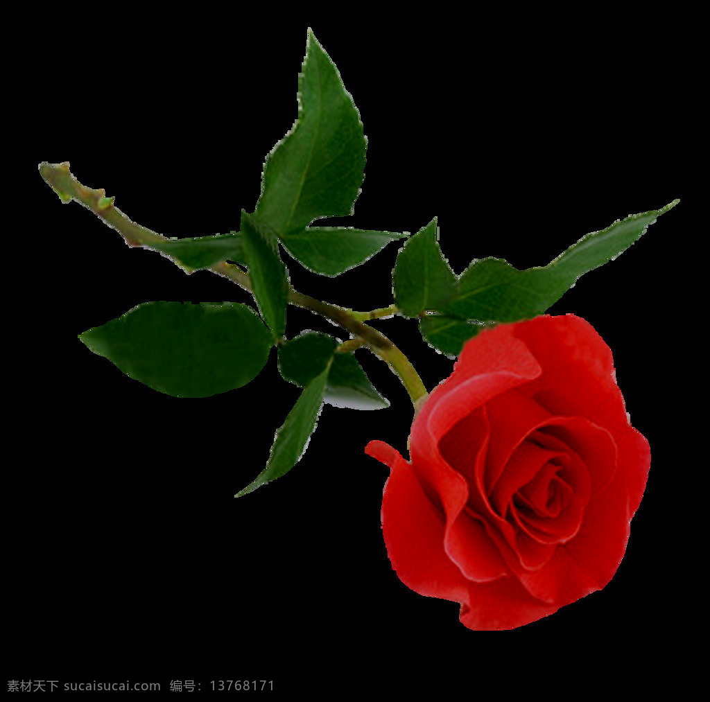 红色 玫瑰花 元素 浪漫 唯美 红色玫瑰花 情人节 免扣 透明元素