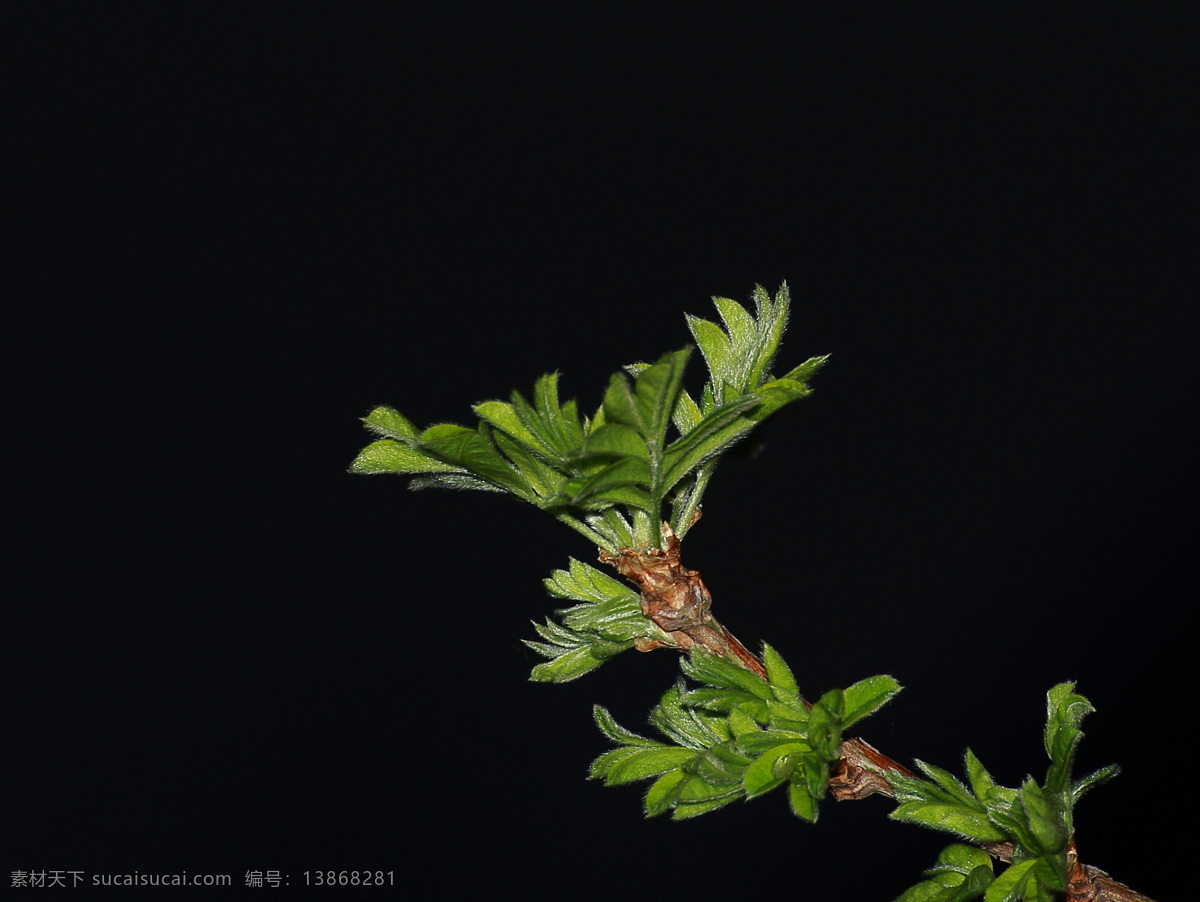 新 芽 春天 绿叶 生物 生物世界 树木树叶 树枝 鲜花 植物 新芽 psd源文件