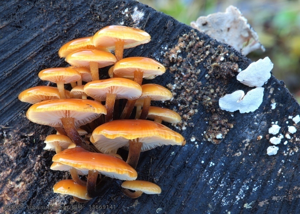 蘑菇 菌类 野生菌类 野生蘑菇 香菇 黄蘑菇 蘑菇摄影 自然风光 生物世界 其他生物