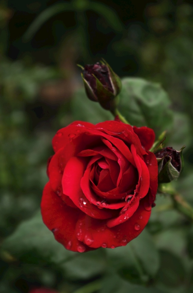 红玫瑰 园林花卉 红色玫瑰花 玫瑰花园 玫瑰花 玫瑰花公园 玫瑰月季 生物世界 花草