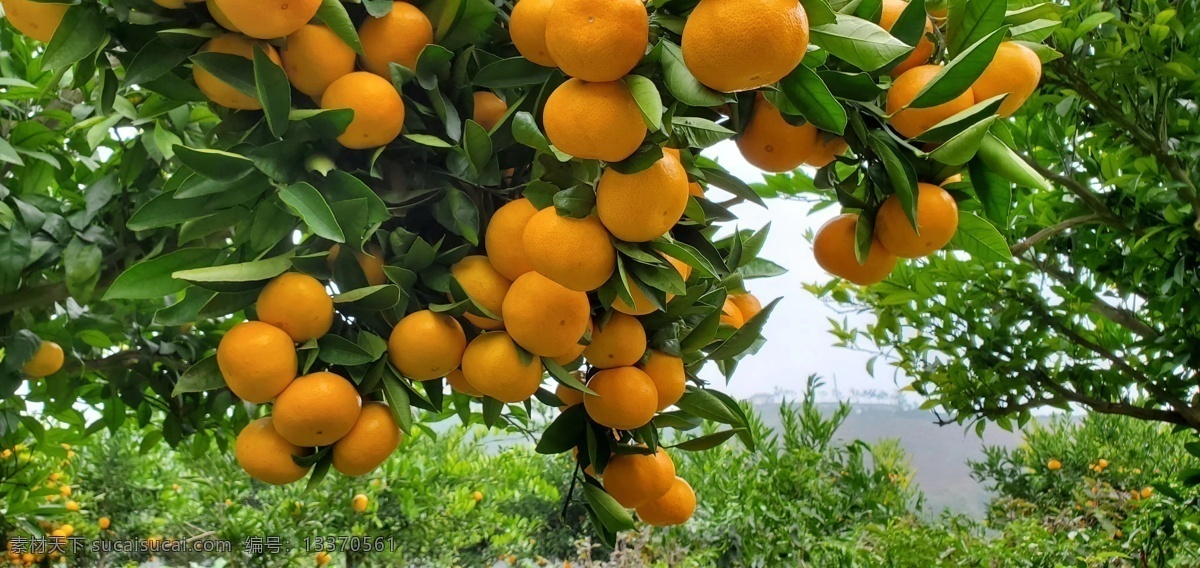柑橘基地 柑橘 基地 丰收 橘子 自然风光 美丽景色 自然景观 自然风景