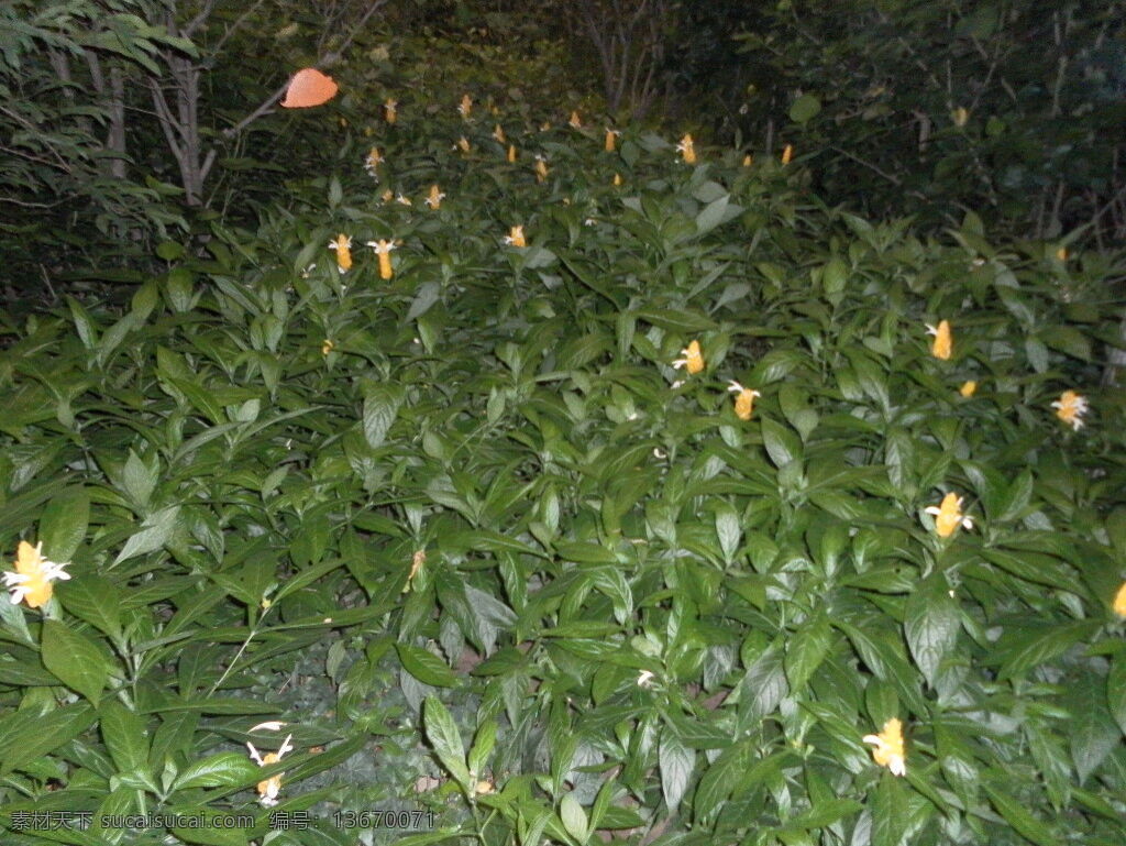 植物 绿色 绿叶 黄色花朵 夜晚 灯光 树枝 盆景 花草 生物世界