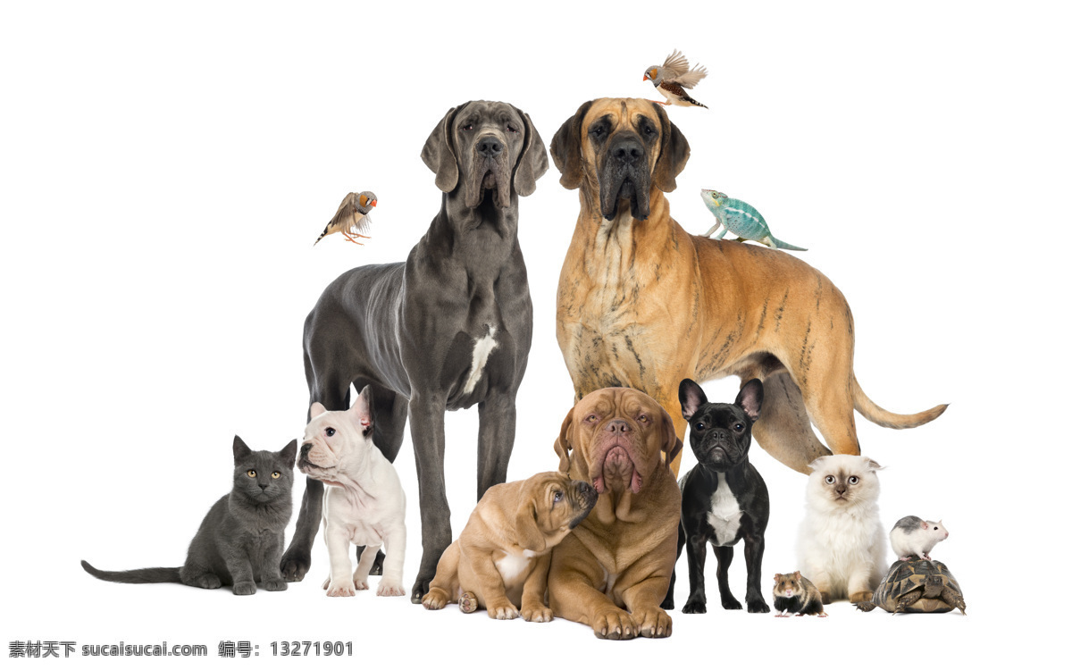 可爱宠物摄影 小狗 宠物狗 乌龟 鹦鹉 蜥蜴 狗狗 猫咪 宠物猫 小猫 宠物 动物摄影 陆地动物 生物世界 白色