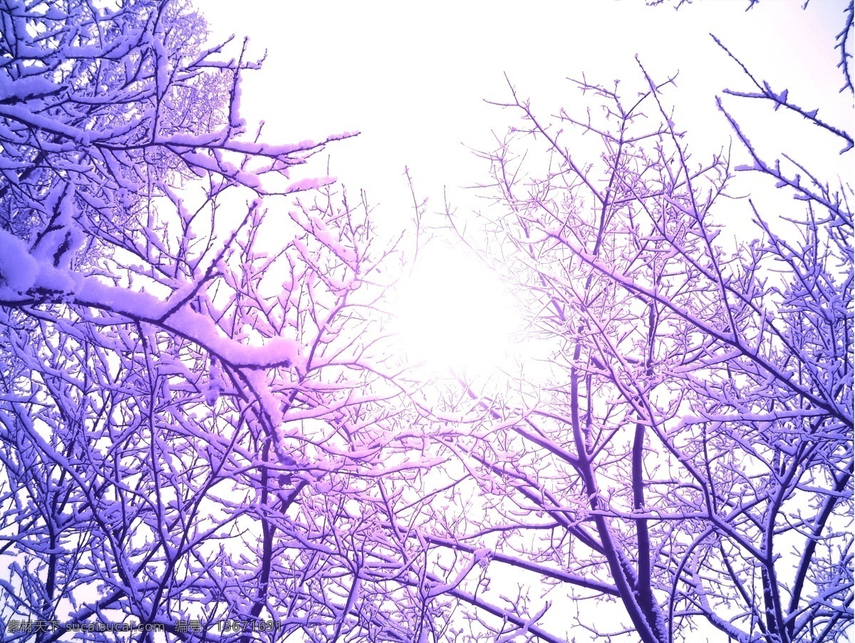 树枝 上 白雪 冬天雪景 冬季 美丽风景 美丽雪景 积雪 风景摄影 树木 树林 山水风景 风景图片