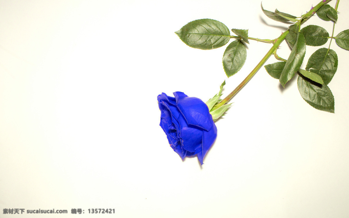 蓝色 玫瑰花 妖姬 背景 蓝玫瑰 玫瑰 蓝色妖姬 唯美 简约 文艺 鲜花 花 花朵 摄影图 照片
