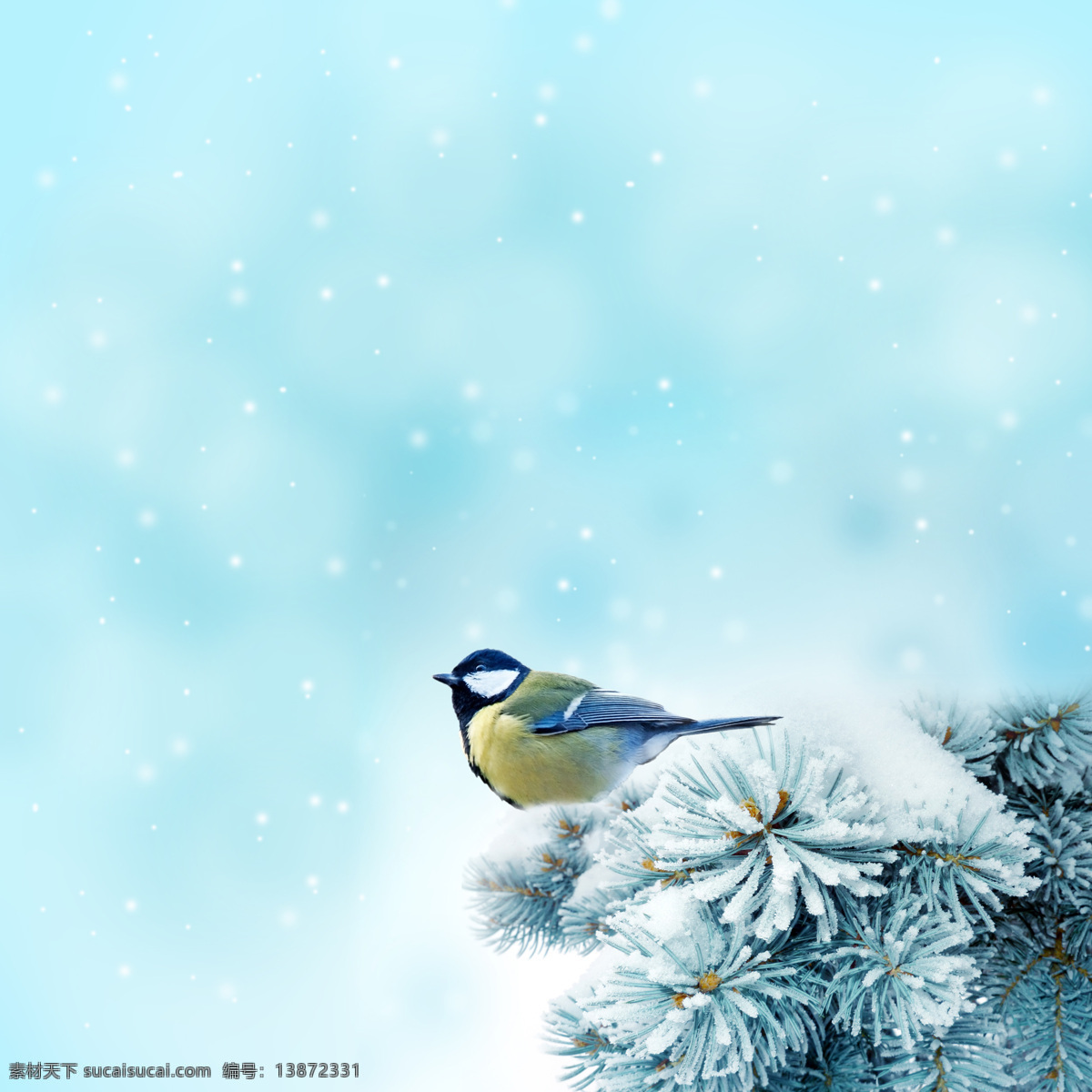 冬季雪景雪花 冬季 雪景 雪花 松枝 黄鹂 鸟 小鸟 雪松 自然风光 自然景观