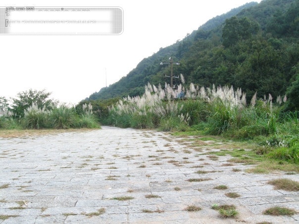 芦苇免费下载 草 杭州 芦苇 路 旅游摄影 绿色植物 山 摄影图 树 富阳 黄公望风景 杭州旅游 风景图片 风景 生活 旅游餐饮