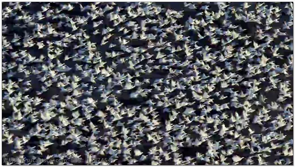 蓝天 飞鸟 动态 视频 蓝色 密集 鸟类 视频素材 动态视频素材