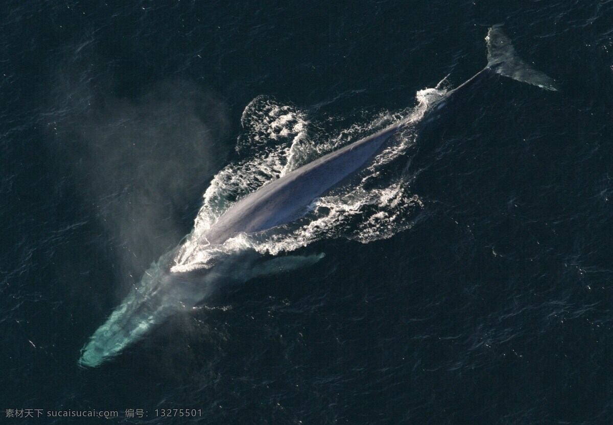 鲸鱼 蓝鲸 大鲸鱼 鲸类 海上 海面 大海 海水 海洋 鲸鱼摄影 哺乳动物 海洋生物 海洋动物 生物世界 鱼类