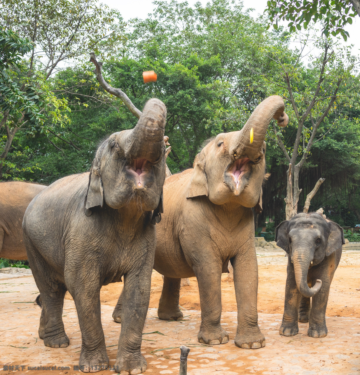 大象 象 象群 动物园 动物 斯里兰卡 热带 风光 生物世界 野生动物