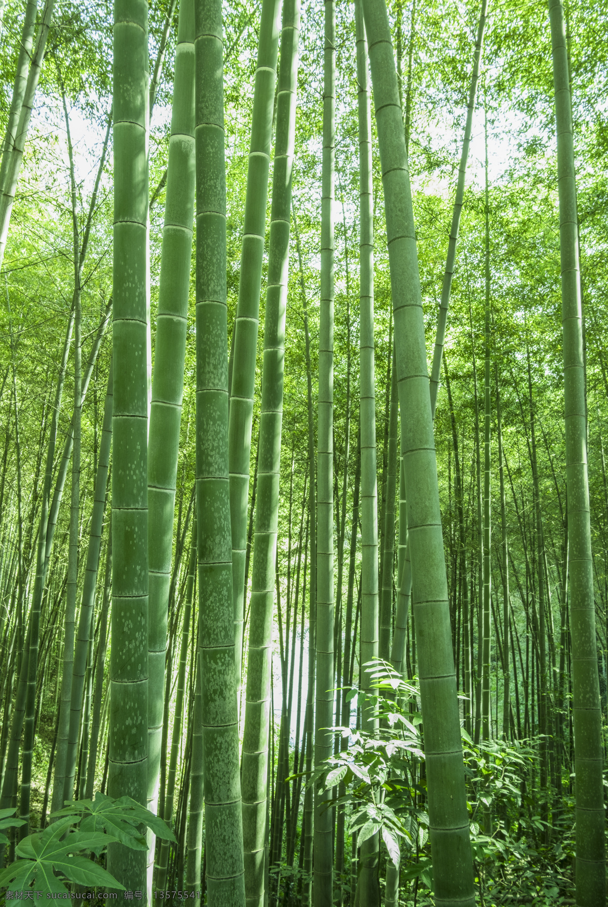 竹子 阳光竹林 竹 竹林 竹叶 楠竹 毛竹 南竹 江南竹 茅竹 毛竹林 竹园 楠竹园 生物世界 树木树叶