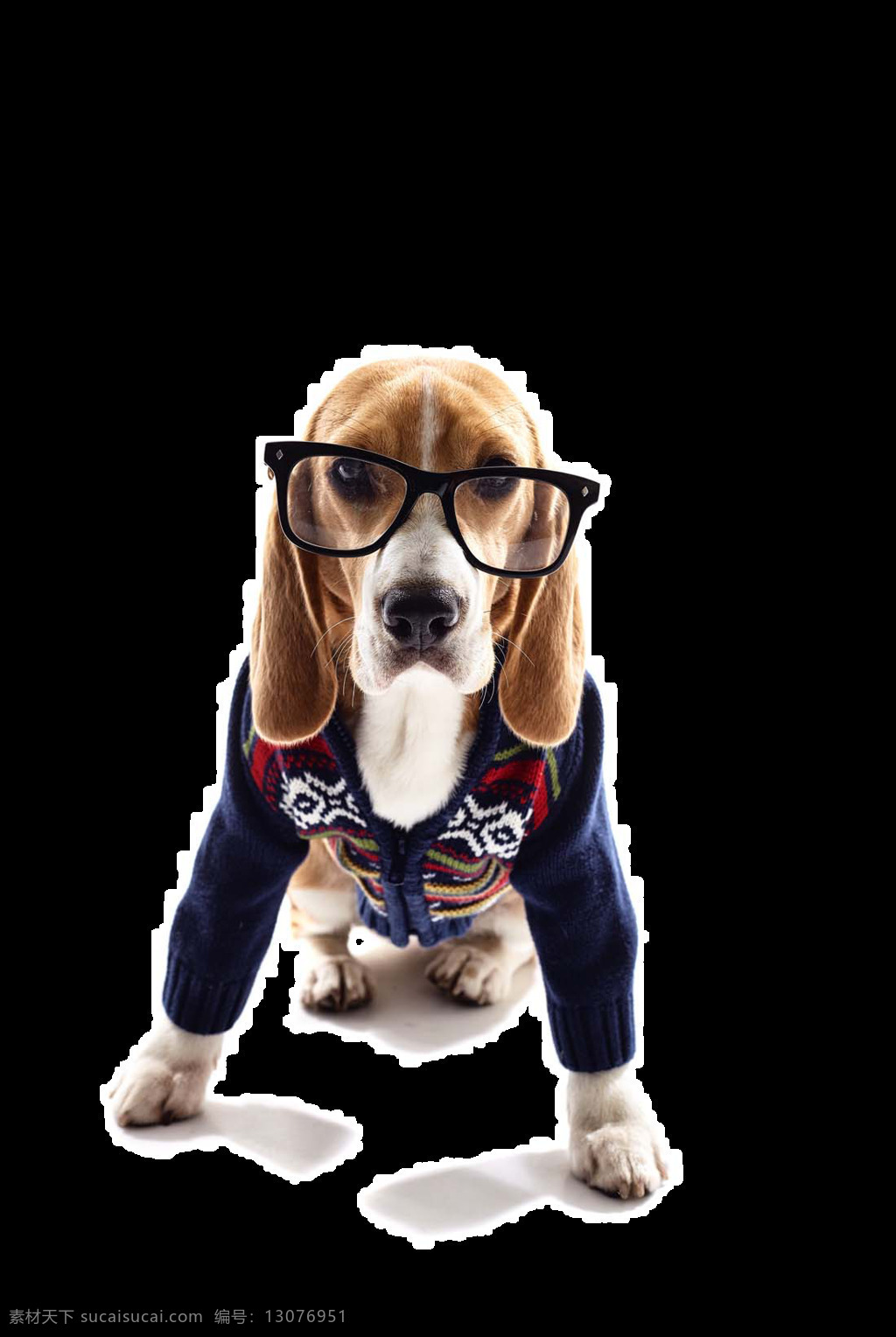 文雅 戴 眼镜 小狗 宠物狗 产品 实物 产品实物 可爱小狗 深蓝色衣服