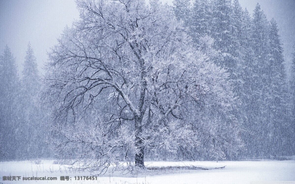 雪树 冬季雪景 雪景 日出 云海 雪地 树林 森林 松树 针叶林 冰雪 阳光 雾凇 梦幻 美景 自然 风景 风光 冬天 冬季 景观 景色 春夏秋冬 自然风景 自然景观