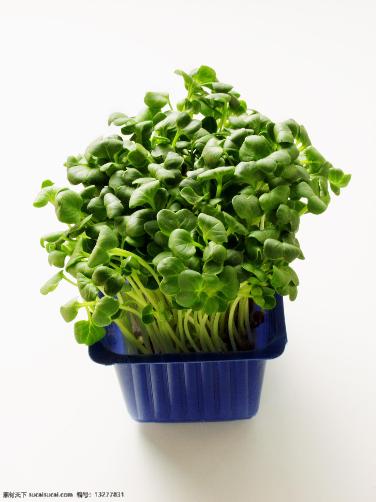 黄豆芽 绿色蔬菜 生物世界 蔬菜 植物 健康蔬菜 美味蔬菜 营养蔬菜 蔬菜主题 风景 生活 旅游餐饮