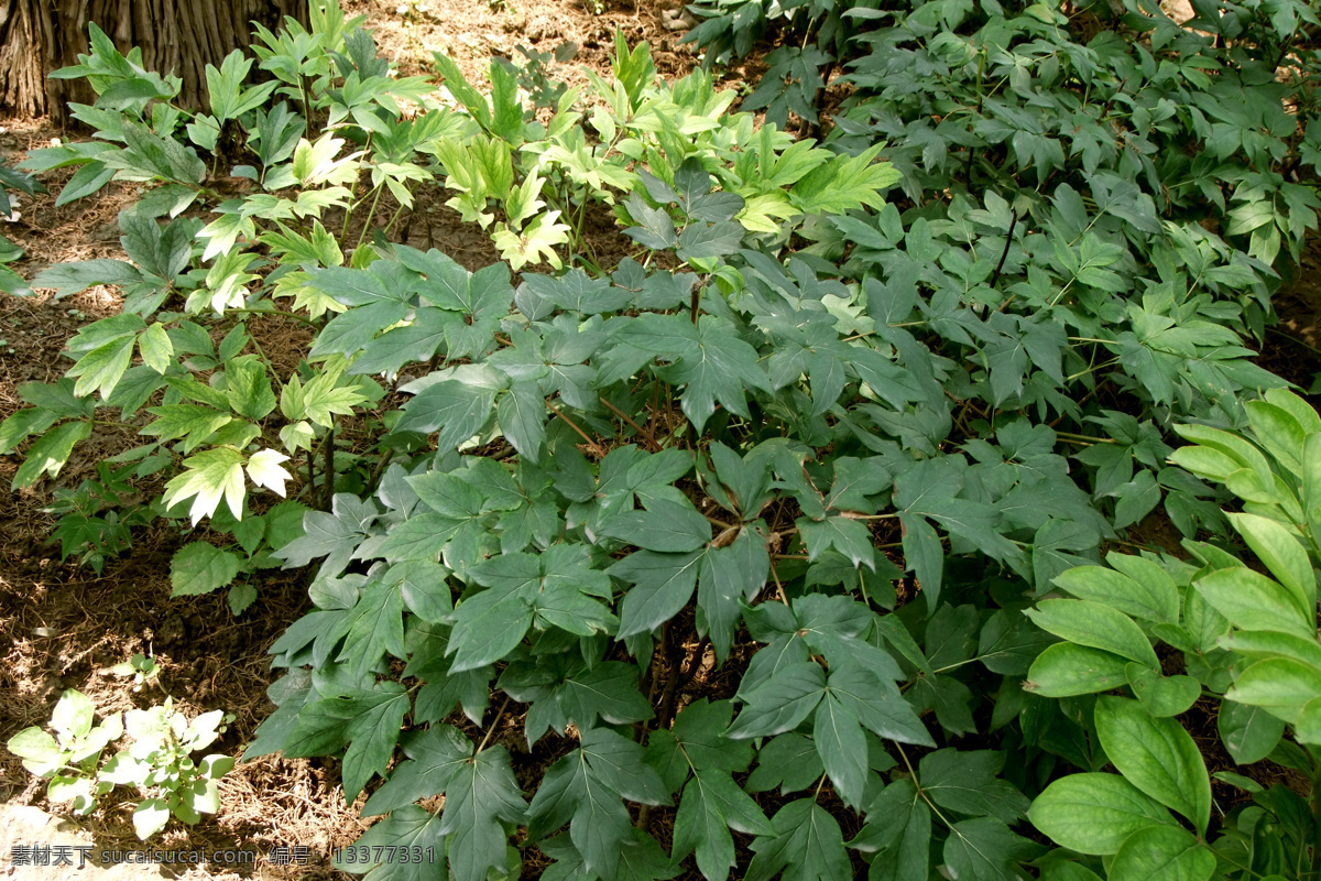 牡丹摄影 牡丹绿叶 园林摄影 公园摄影 花草 植物 绿叶 牡丹叶 树木树叶 生物世界