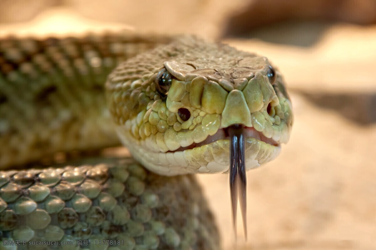 有毒响尾蛇 响尾蛇 有毒 蛇 危险 饲养站 毒蛇 动物 生物