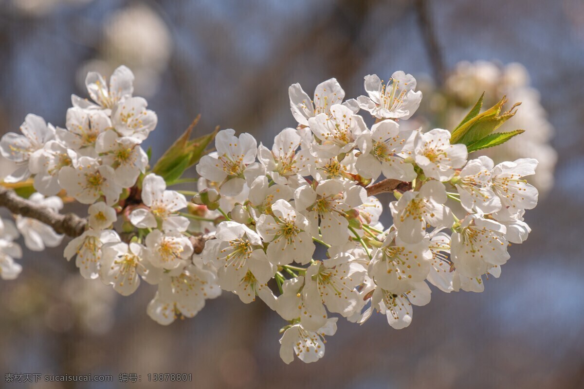 白色 花朵 壁纸 4k 图 白色花朵图片 素材壁纸 花朵素材 4k花朵图 花 花图片 春天图片 开花图片 开花素材 花蕊素材 花蕊壁纸 花蕊 沂源风景 山东沂源 风景自然风光 自然景观 自然风景