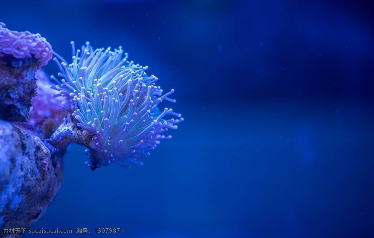 海洋生物 壁纸 桌面 背景 背景图 唯美 浪漫 风景 高清 横图 海洋 大海 海水 海 珊瑚 生物世界