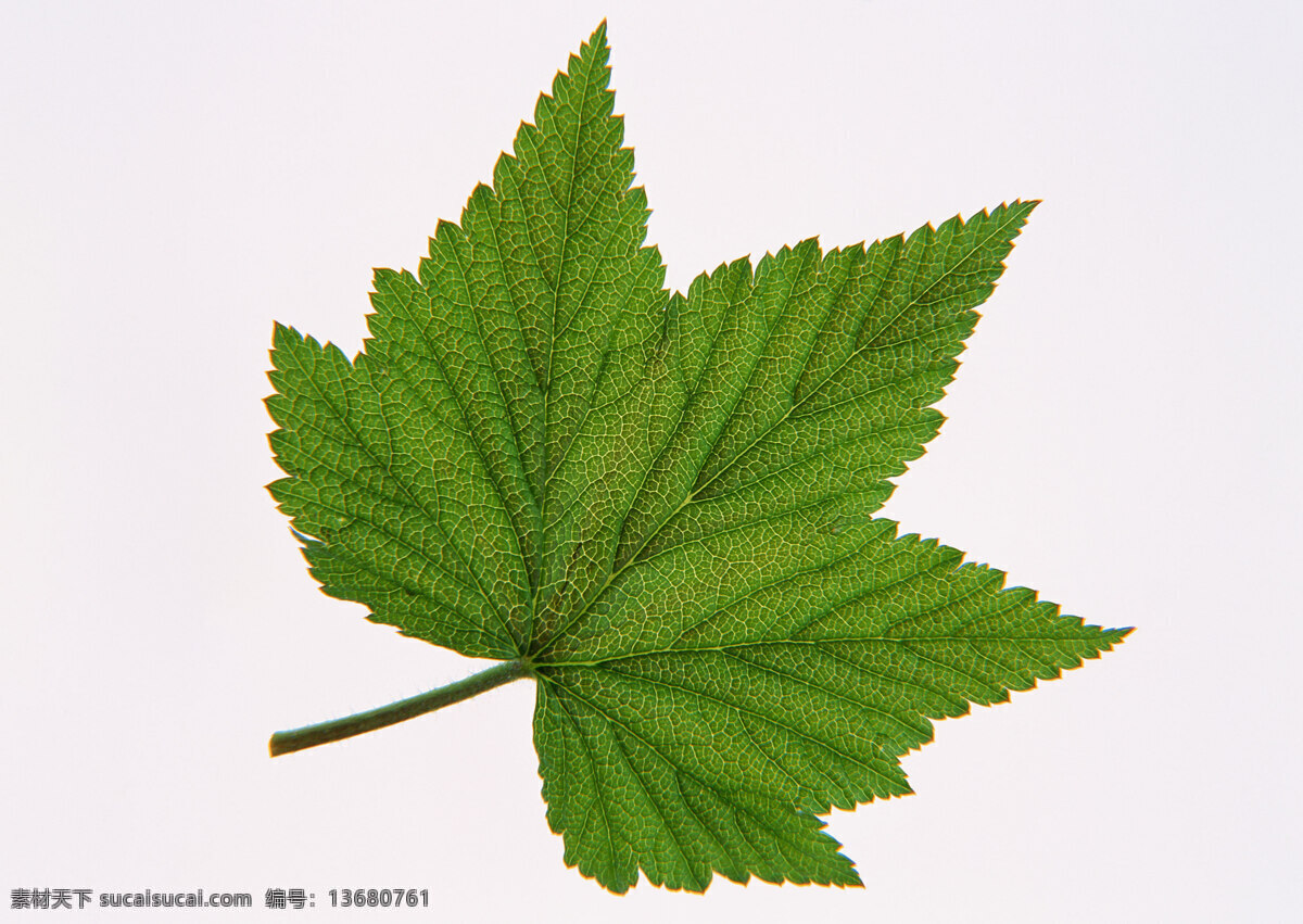 绿叶 树叶 叶脉 张 枫叶 高清 锯齿 绿色 热带植物 扇形 手形 夏天 锯边 北方植物 生物世界