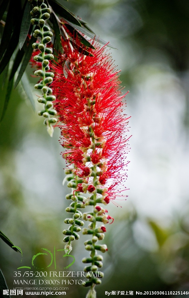 红柳 植物 开花 怪柳 花草 生物世界