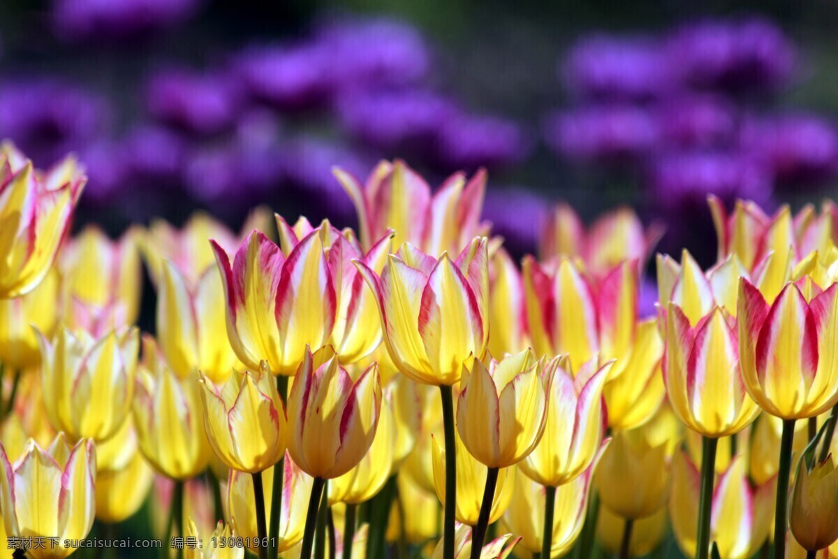 郁金香 鲜花 花园 鲜艳 色彩 花床 春天 花朵 美丽 植物 自然 背景 壁纸
