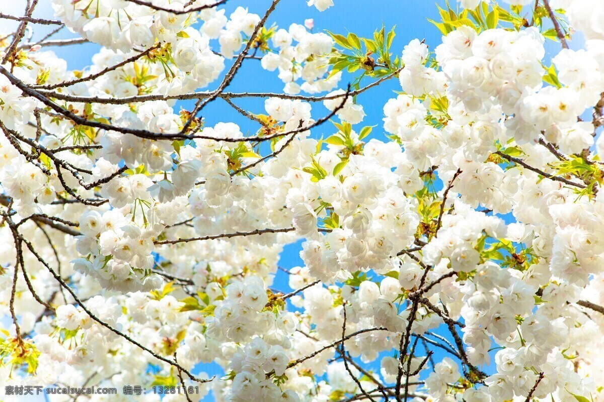 满树的梨花 白色小花 春天 梨树 水果树 鲜花 盛开的花 花苞 花朵 生物世界 花草