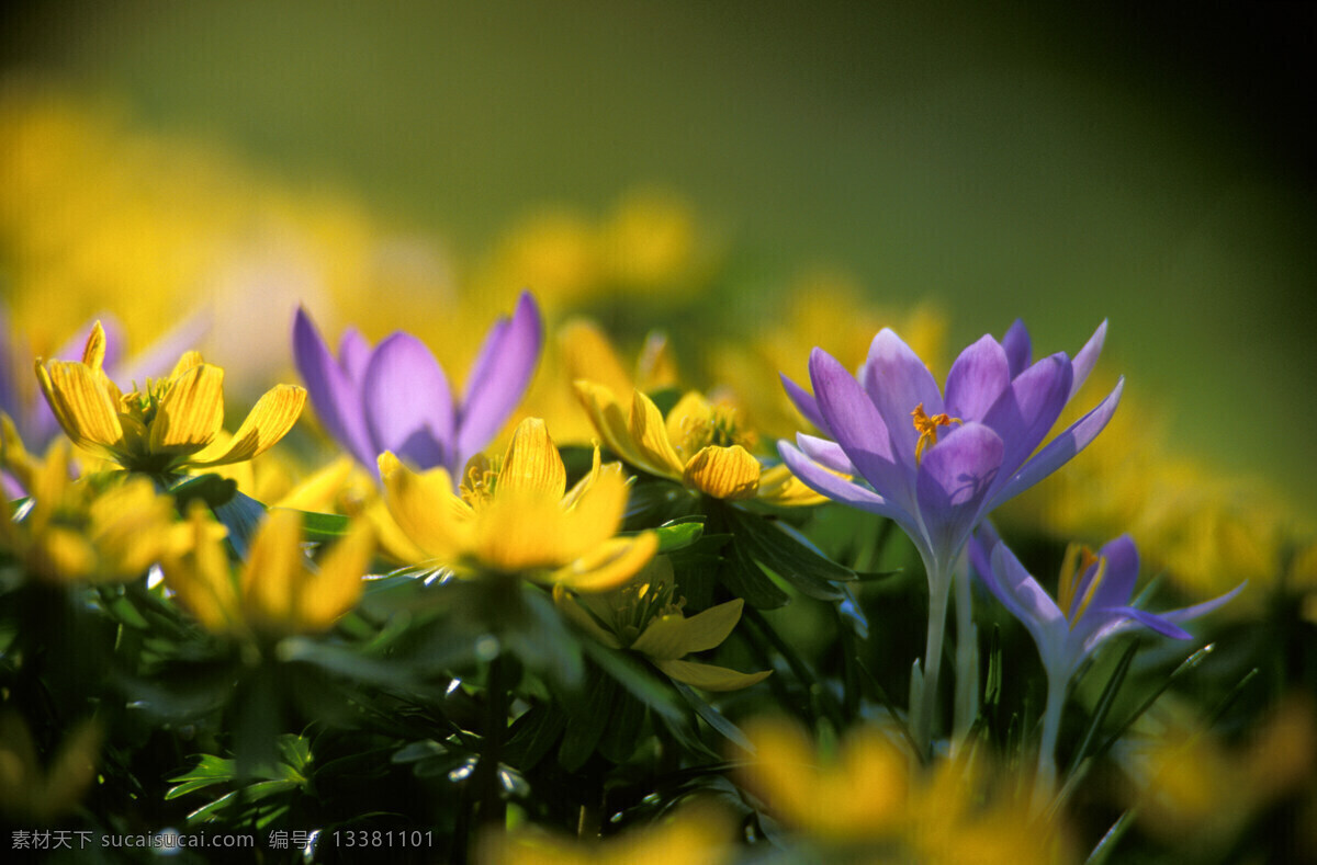 紫色 鲜花 黄色 黄色鲜花 紫色小花 美丽鲜花 花朵 鲜花背景 鲜花摄影 花草树木 生物世界