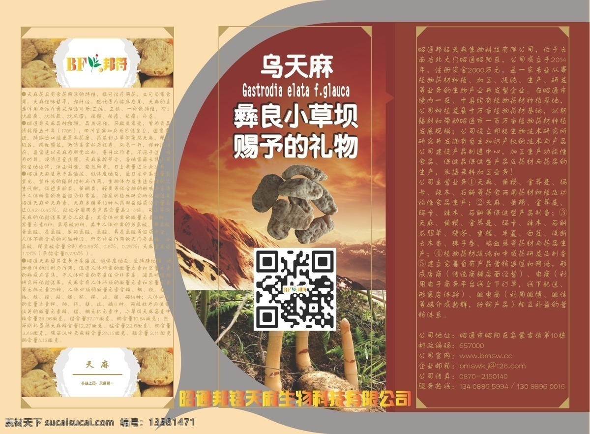 云南 乌蒙 本草 生物 科技开发 有限公司 天麻 乌天麻 名贵中药材 黄色