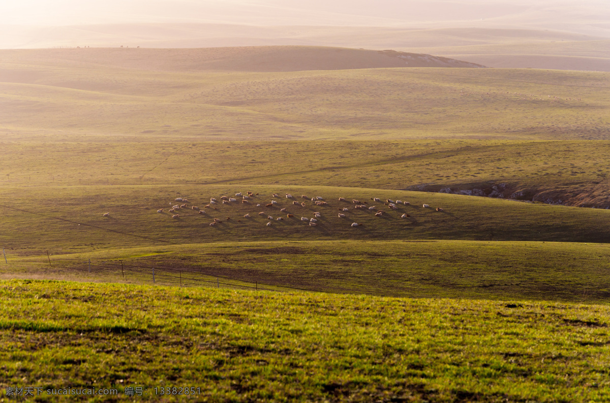 羊群 牧场 天山 伊犁河谷 清晨 旅游摄影 国内旅游