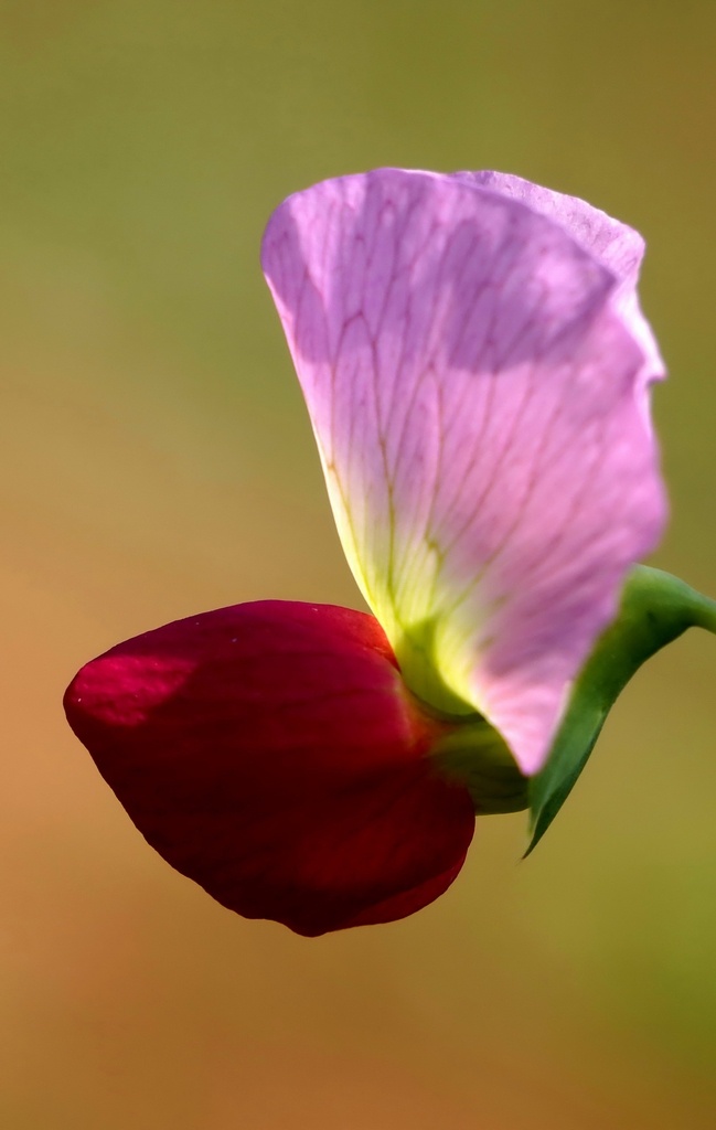豌豆花图片 青豆 花麦豌豆 花寒豆 花雪豆 花毕豆 花麻累等 花荷兰豆 花回鹘豆 豌豆花 作物花 红色豌豆花 紫色豌豆花 蓝色豌豆花 白色豌豆花 艳丽 娇艳 唯美 已经 花卉 花朵 花艺 园艺 插花 花束 植物花朵 农业花朵 田地花朵 田园花朵 豌豆花朵 粉色豌豆花 豌豆花景 生物世界 花草