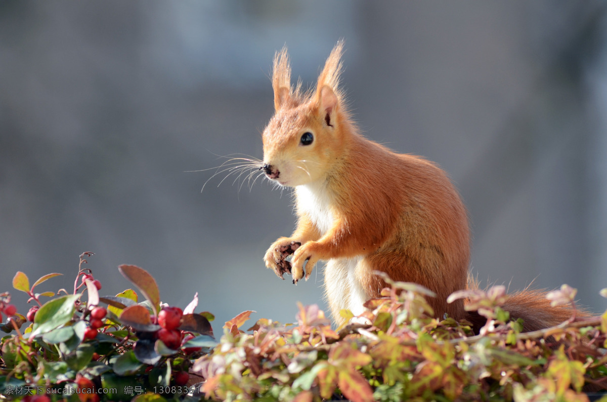 红褐色 小 松鼠 红褐色小松鼠 小松鼠 野生动物 保护动物 摄影素材 动物素材 生物世界