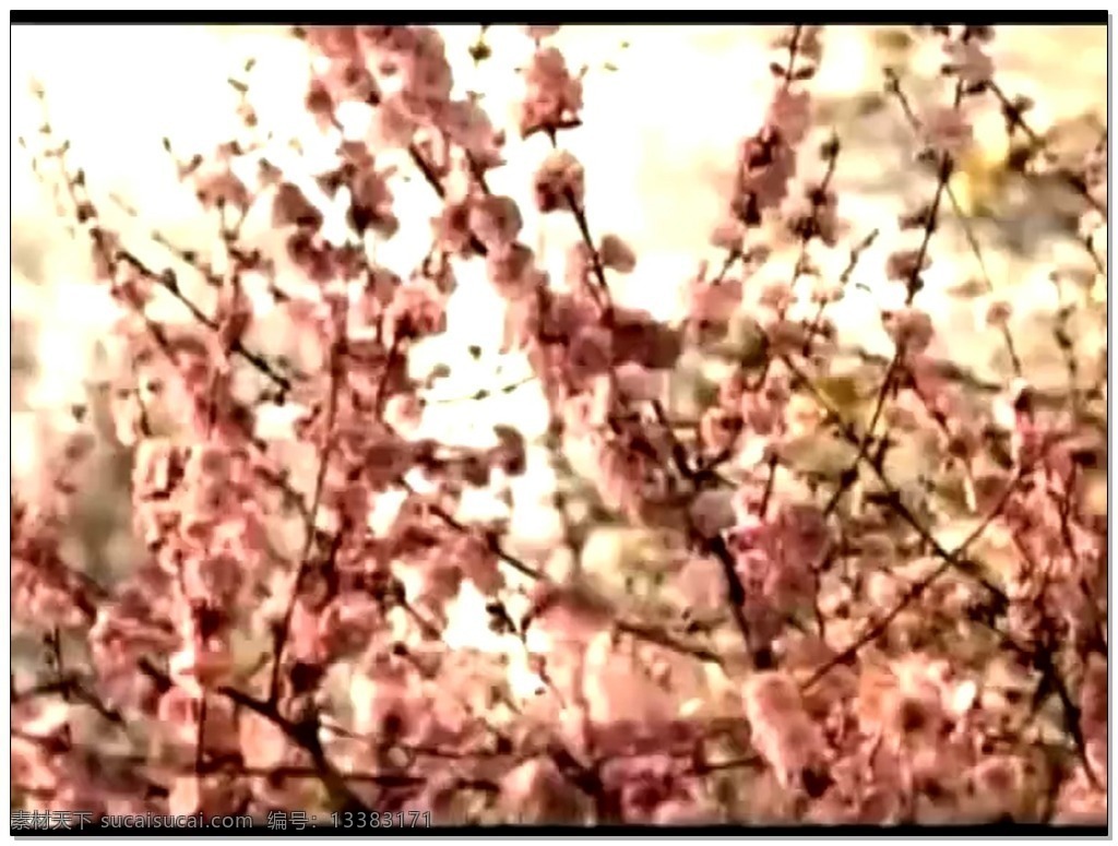 春天 桃花 视频 高清视频素材 视频素材 动态视频素材 花朵 鲜花