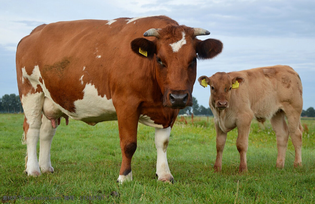 牛 肉牛 牛高清 牛高清图片 牛素材 奶牛 黑牛 大黑牛 牛牛 牛图片 牛摄影图 牛卡通 牛宝宝 蒙古牛