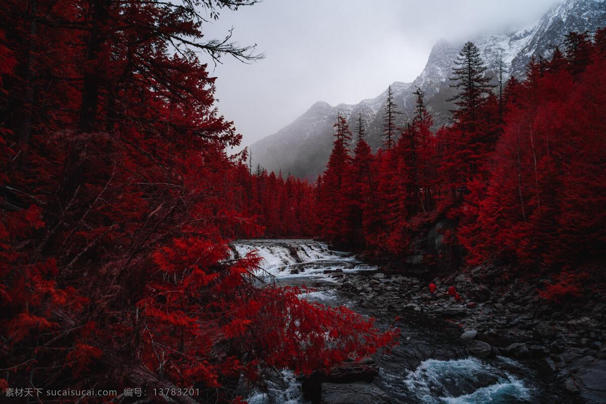 红树林 树木 红色 风景 自然 河流 自然景观 自然风景