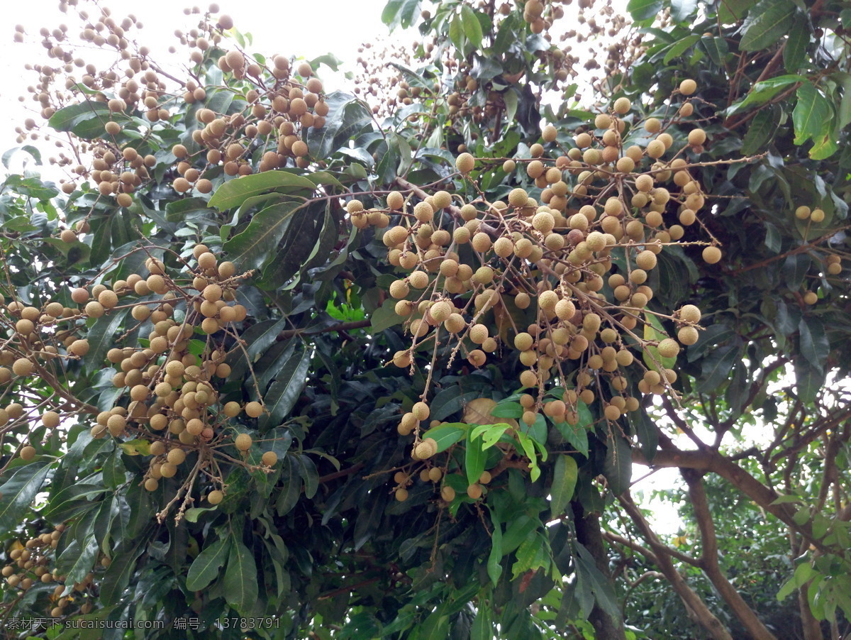 龙眼树 桂圆树 热带水果 龙眼 桂圆 果树 兴趣拍摄 生物世界 树木树叶