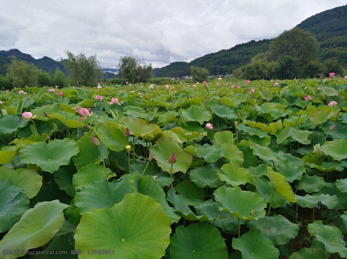 荷花 荷叶 露水 夏天 荷花池 池塘 生物世界 花草