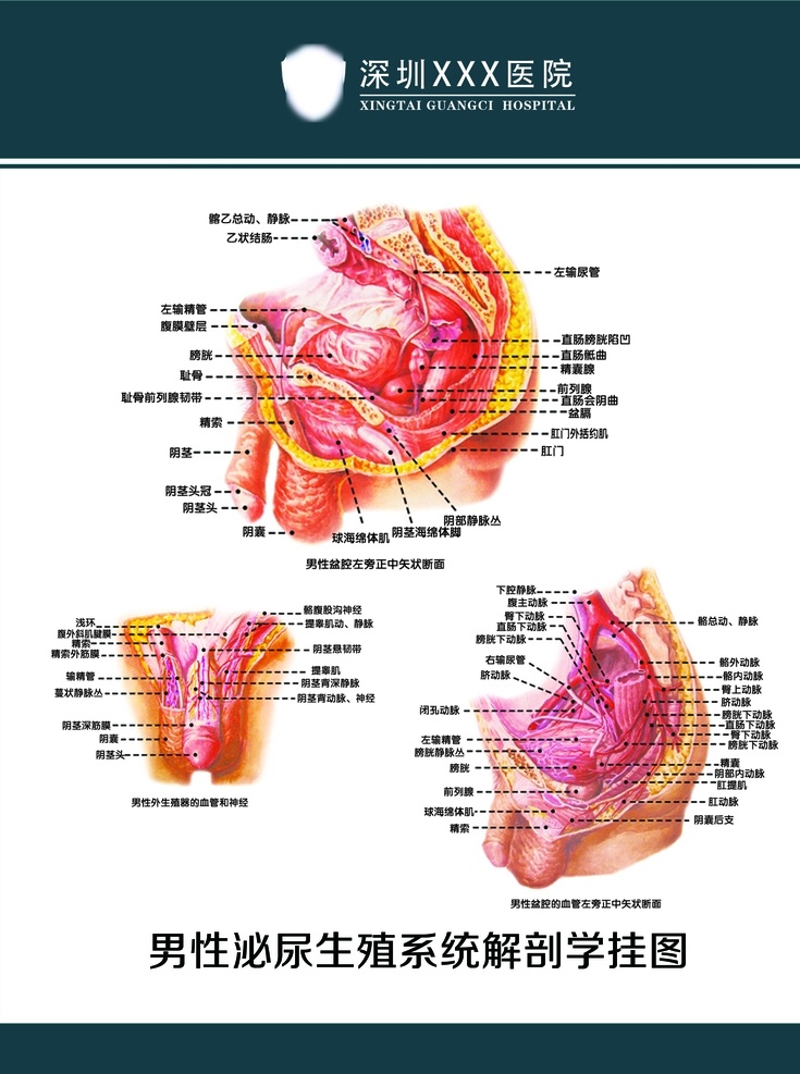 男性 泌尿 生殖 系统 解剖 图 泌尿生殖系统 解剖图 医院 医疗 分层