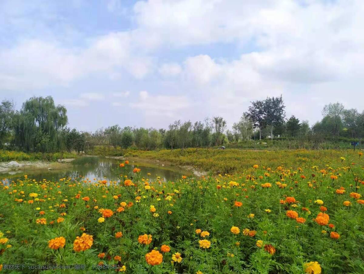 公园图片 黄花 温榆河公园 花海 蓝天 白云 自然景观 自然风景