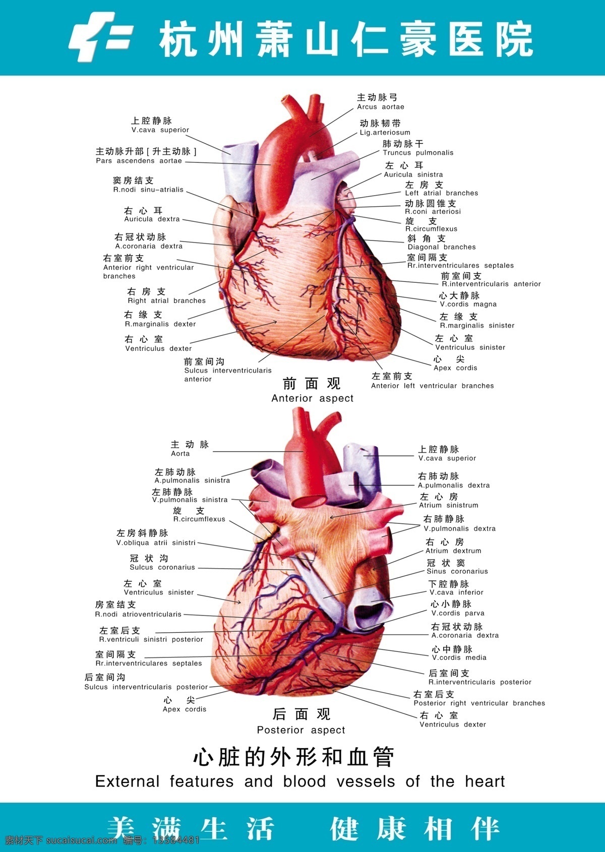心脏 外形 血管 医疗 剖面图 心脏外形 广告设计模板 源文件