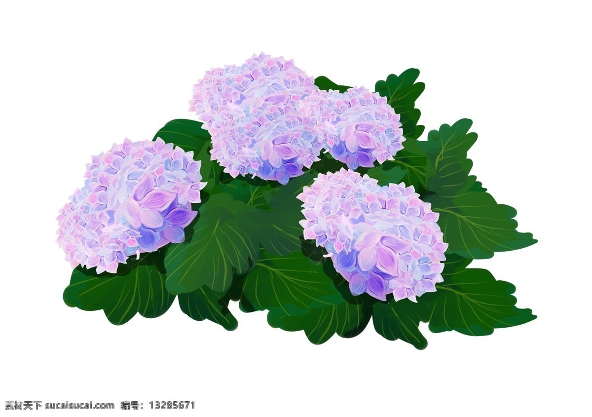 手绘 紫色 绣 球花 簇 装饰 图案 花朵 绣球花 厚涂 装饰图案