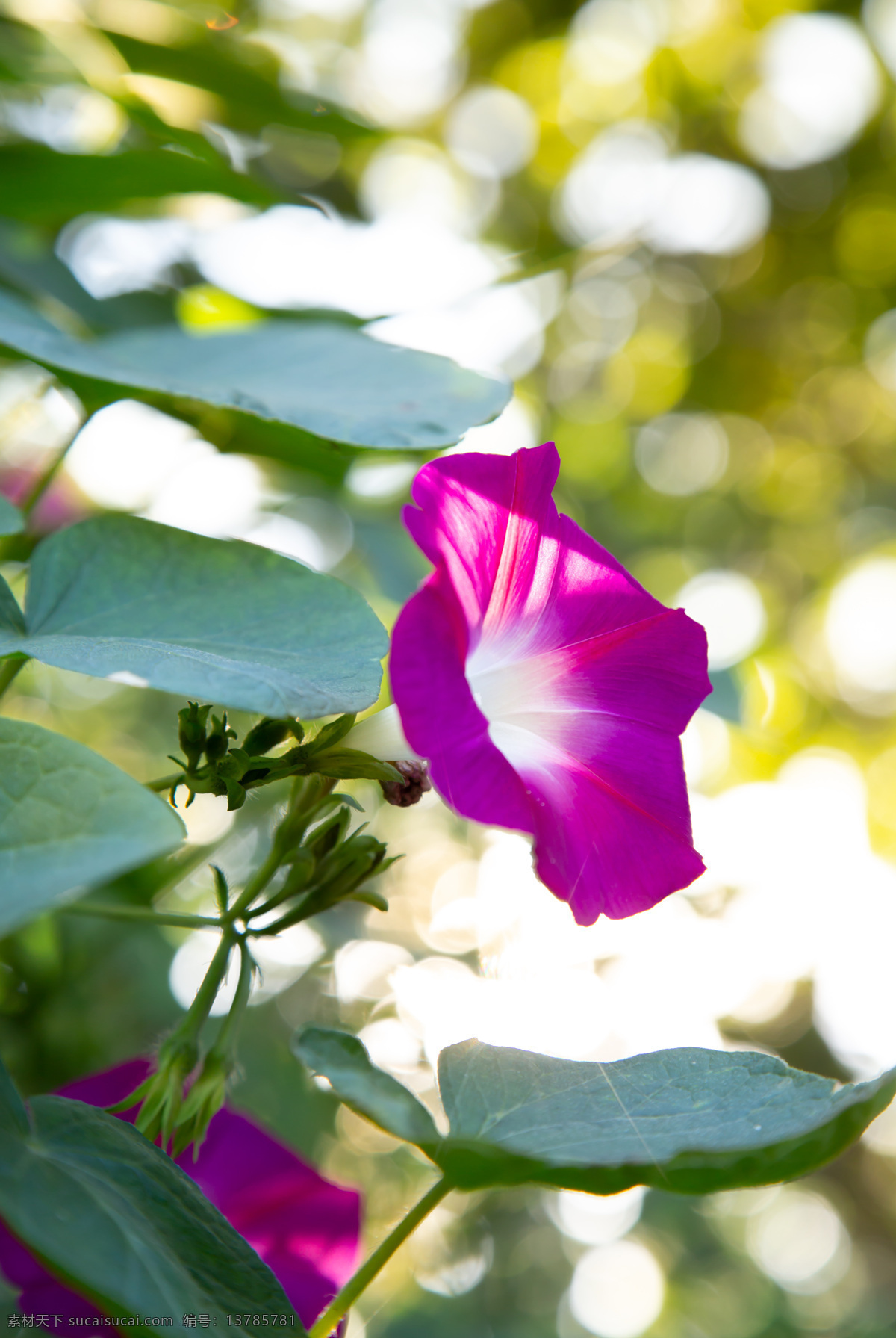 花 花卉 植物 自然 园艺 绿色 花瓣 装饰 园林 户外 矮牵牛花 紫色花 生物世界 花草