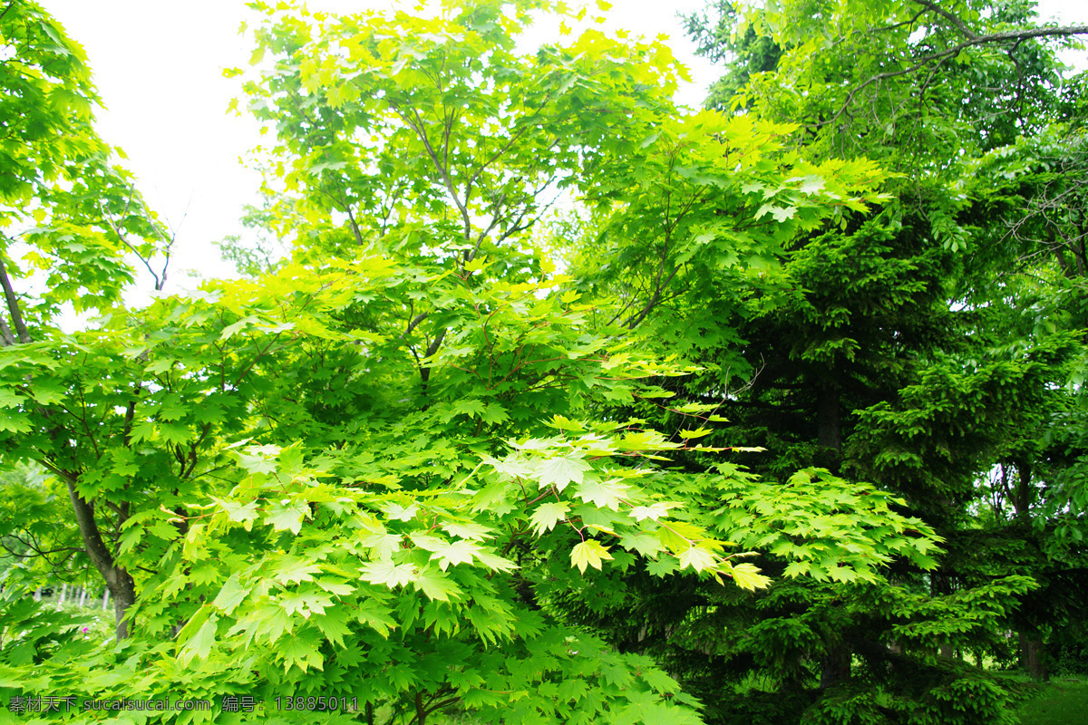 绿色枫叶 枫叶 绿色 生物世界 树木树叶