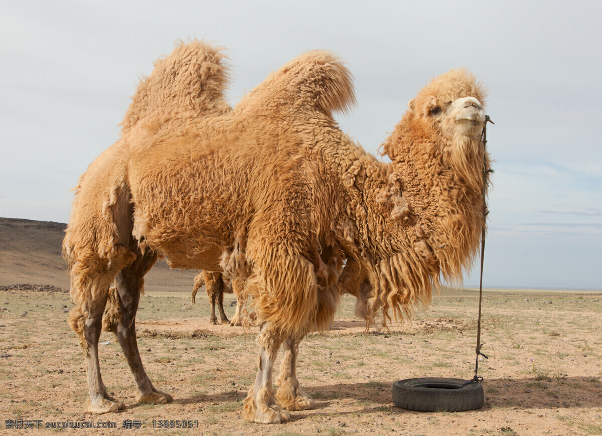 骆驼 沙漠 驼队 沙丘 荒漠 自然风景 美景 风景
