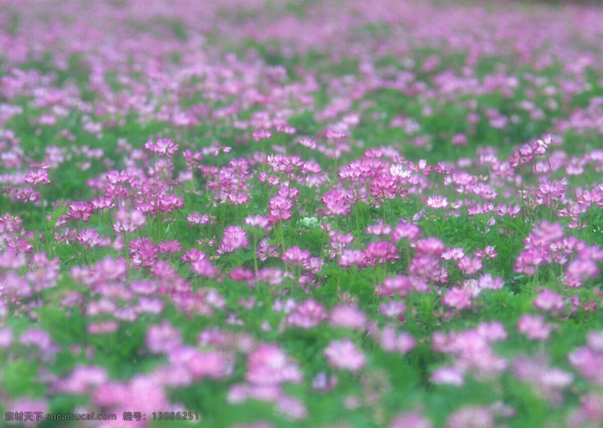 春季 淡雅 花瓣 花草 花丛 花朵 花海 花香 鲜花 赏花 争奇斗艳 含苞欲放 生态 园林 花园 种植 野花 装饰品 生物世界 摄影图库 psd源文件