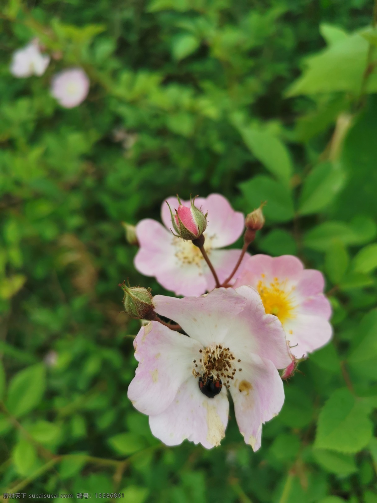 花朵图片 花坛 花地 小花 植物 绿植 花卉 鲜花 花朵 红花 动植物 生物世界 花草