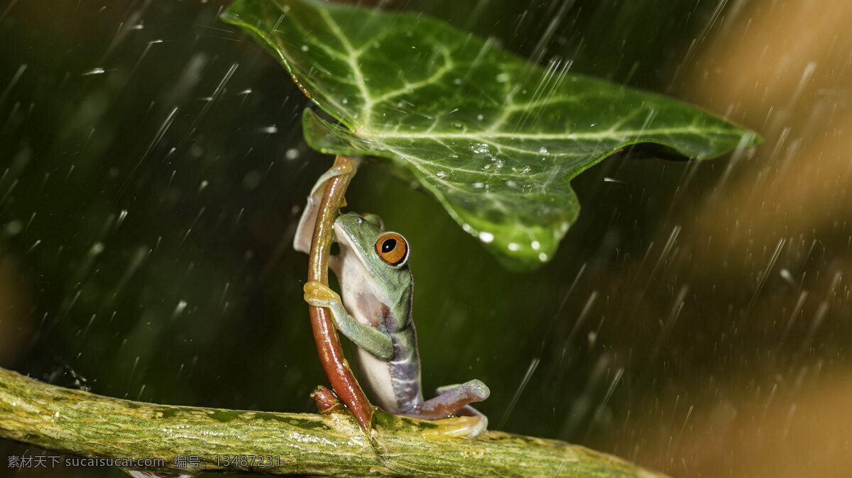 青蛙 树叶 下雨 雨天 躲雨 动物世界 生物世界 野生动物