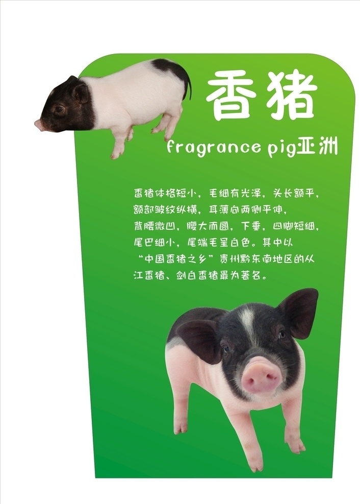 香猪简介 香猪 宠物猪 萌宠 猪