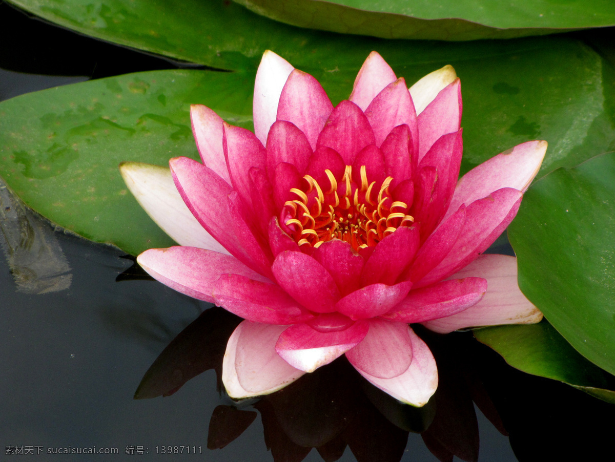 莲花 园林水塘 溪流 浅水生长 花色玫红 绿色叶子 水莲花 花草 生物世界