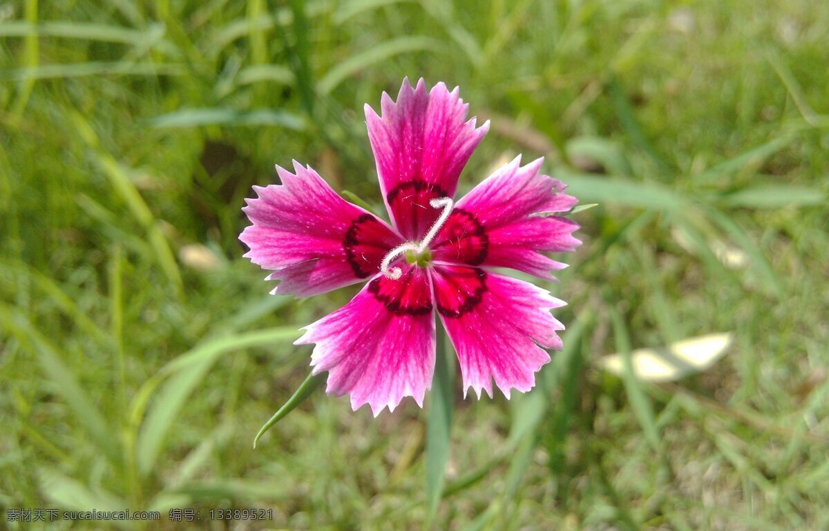 春天 花草 生物 生物世界 特写 微距 植物 石竹花 自然光