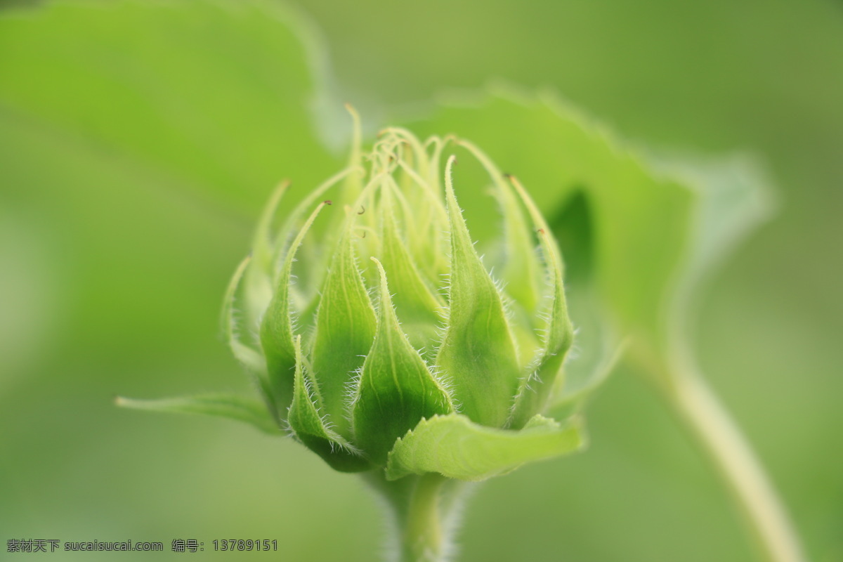 含包怒放 风光 田园 花草 植物 自然 自然景观 田园风光